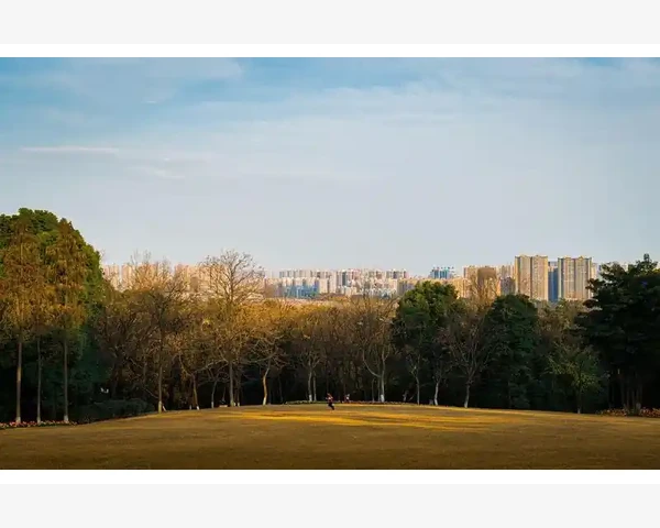 中药补气的最佳配方与应用探讨